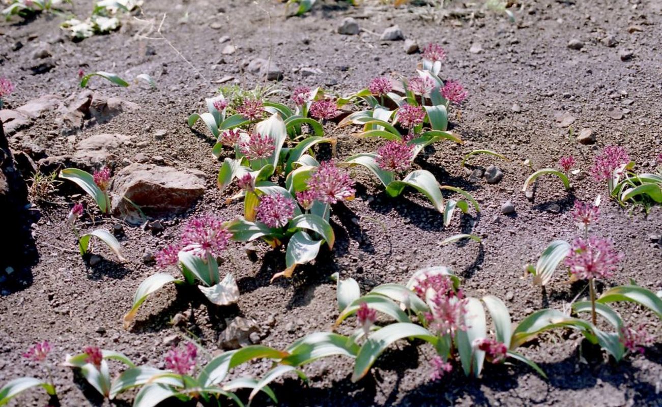 Изображение особи Allium karataviense ssp. henrikii.