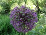 Allium altissimum. Соцветие. Узбекистан, хребет Нуратау, Нуратинский заповедник, урочище Маджерумсай, галерейный лиственный лес в долине горной речки (горный тугай), около 800 м н.у.м. 20.05.2017.