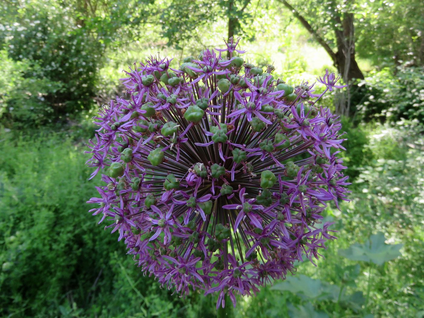 Изображение особи Allium altissimum.