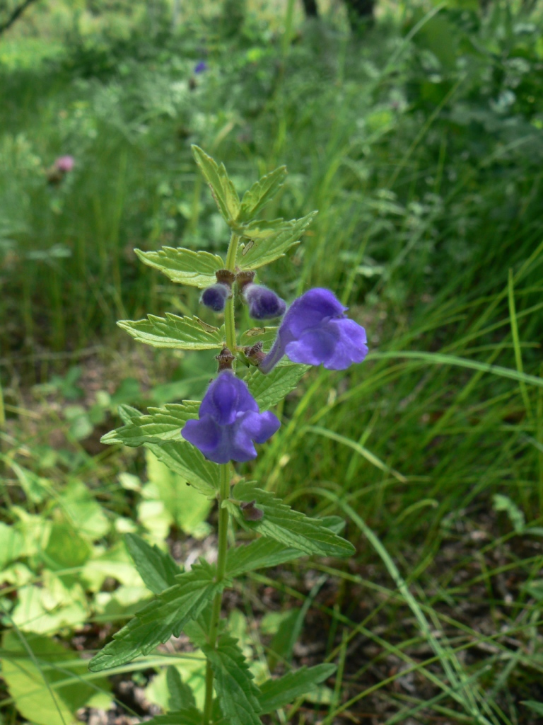 Изображение особи Scutellaria galericulata.