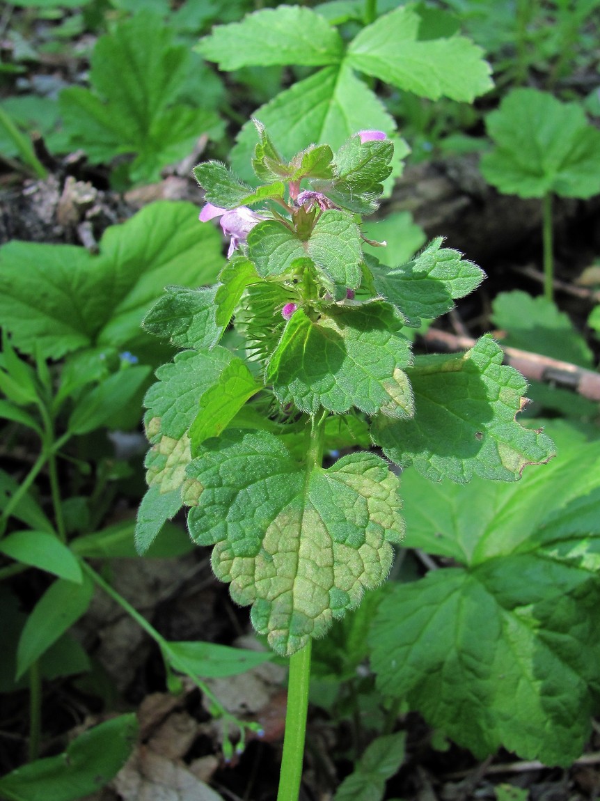 Изображение особи Lamium purpureum.