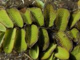 Salvinia natans