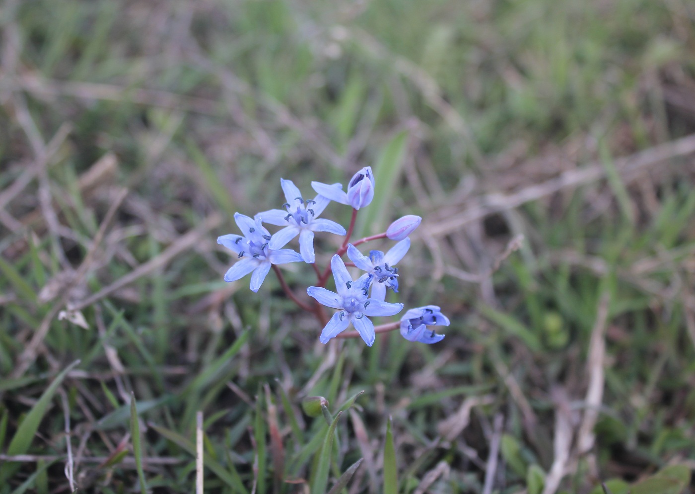 Изображение особи Scilla bifolia.