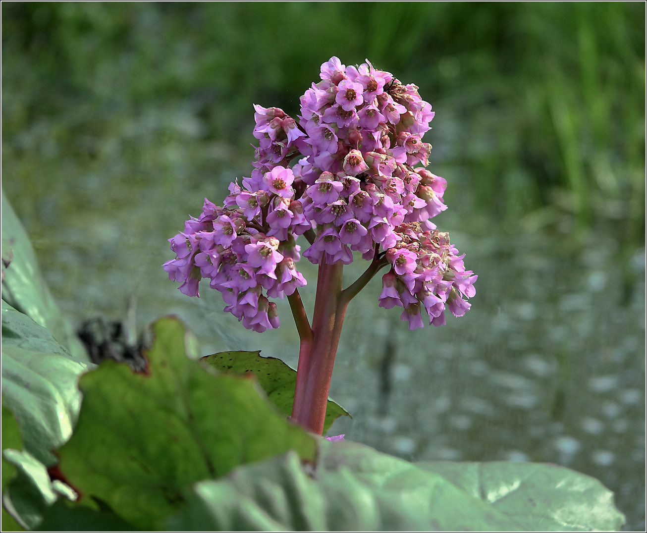 Image of Bergenia crassifolia specimen.