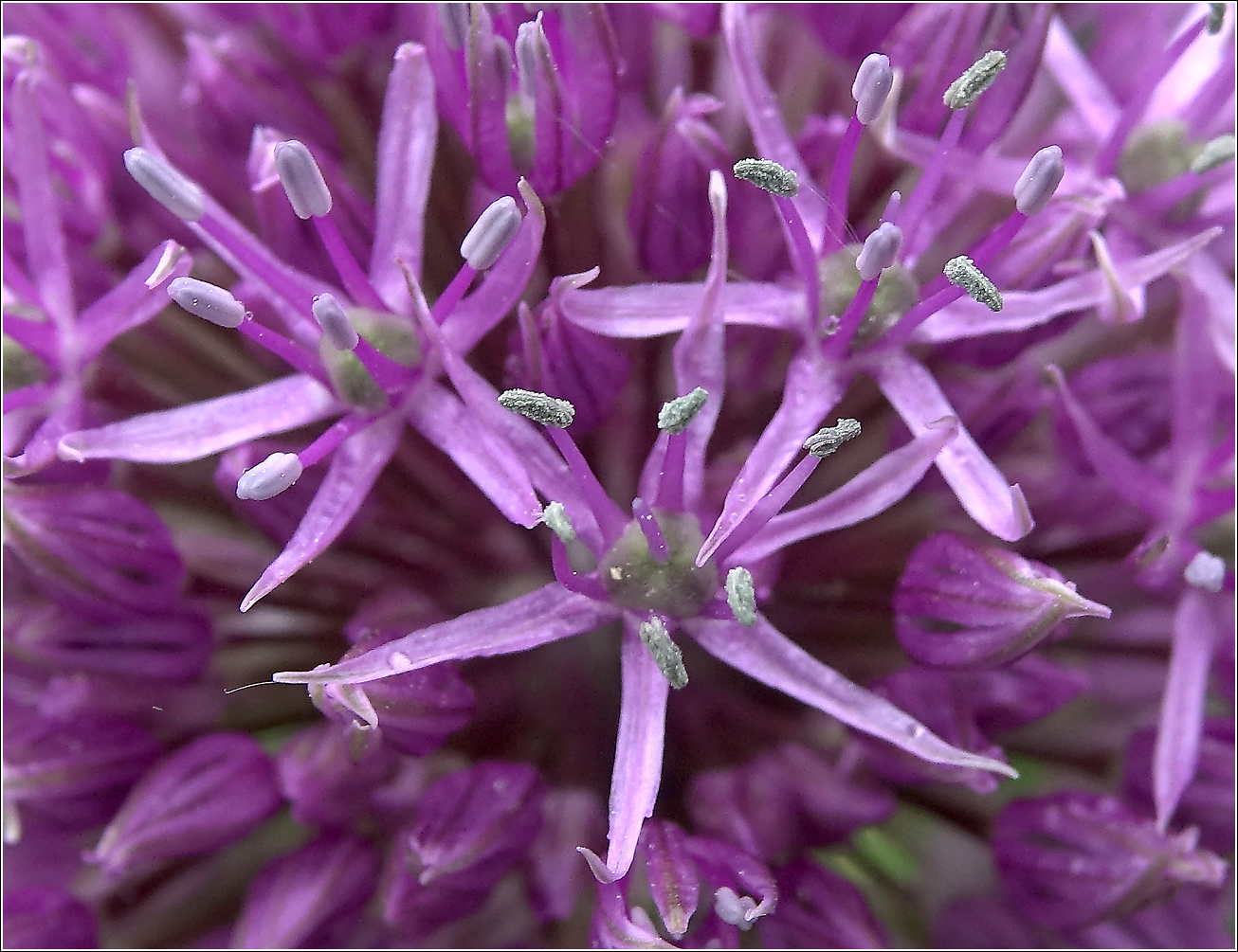 Image of genus Allium specimen.