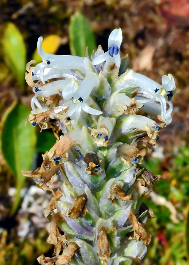 Изображение особи Lagotis integrifolia.