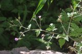 Geranium robertianum. веточка с цветками и плодами. Узбекистан, Сурхандарьинская обл., ущелье р. Сангардак, гидрогеологический памятник природы \"Сангардакские водопады\". 31.05.2021.