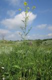 Sisymbrium loeselii