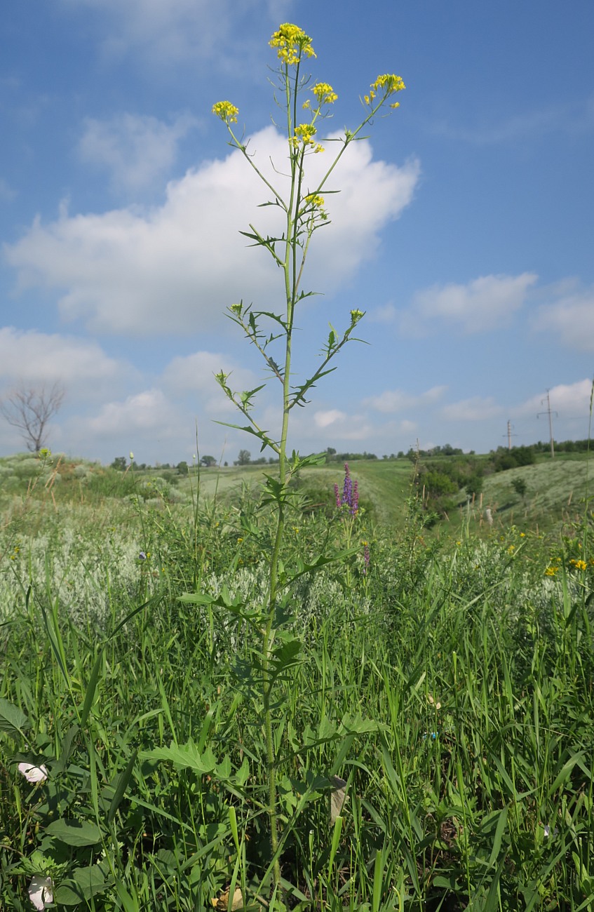 Image of Sisymbrium loeselii specimen.