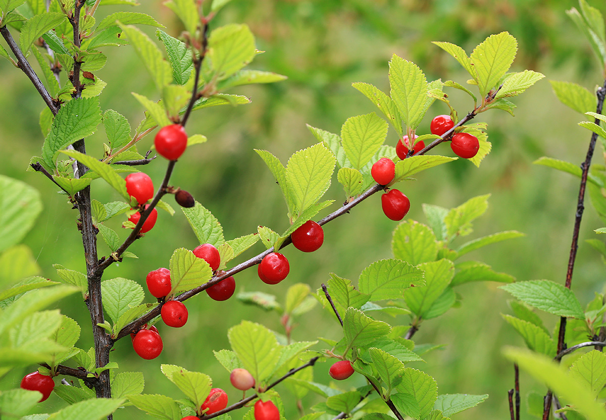 Изображение особи Cerasus tomentosa.