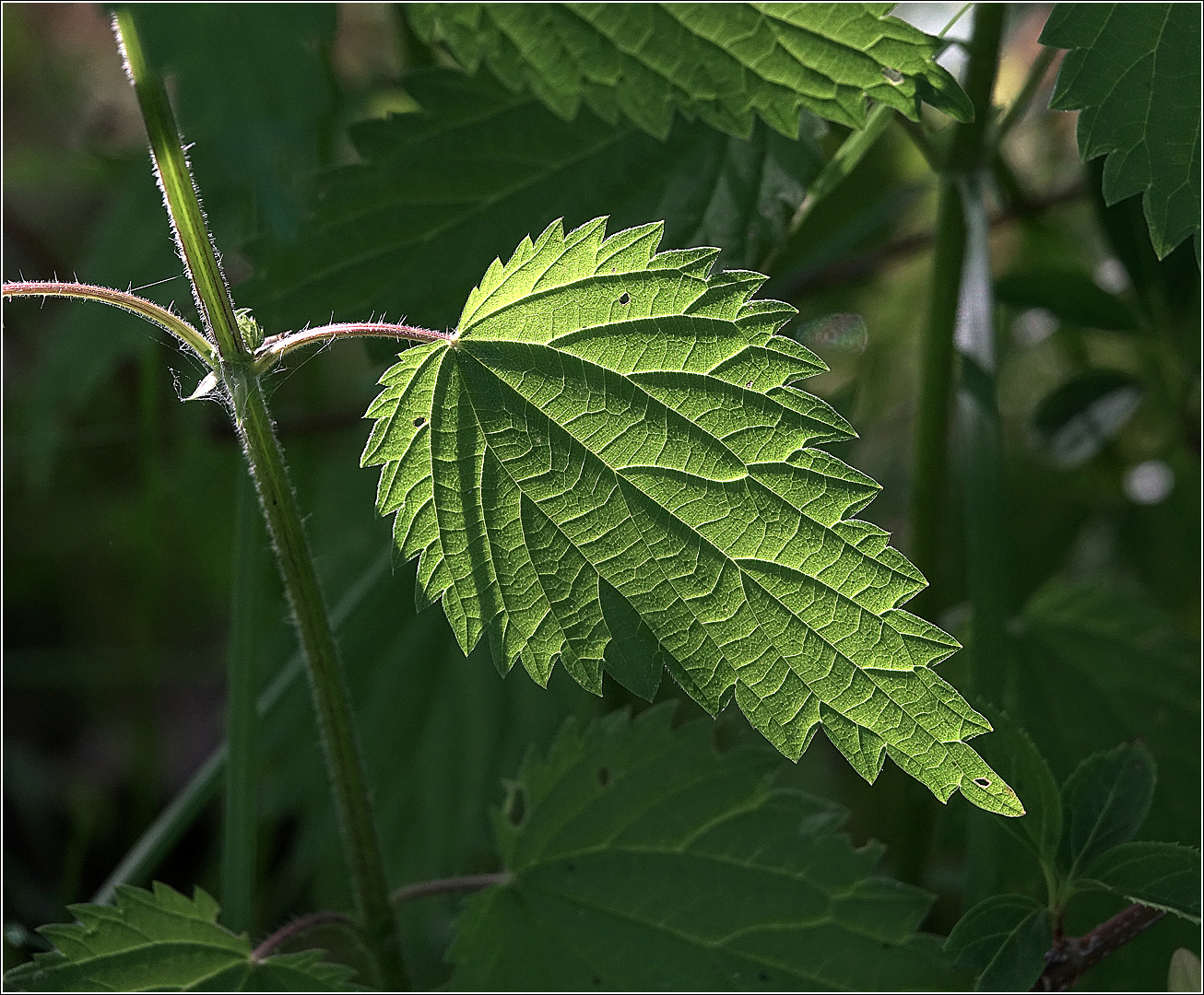 Изображение особи Urtica dioica.