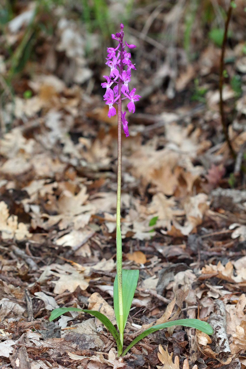 Image of Orchis mascula specimen.