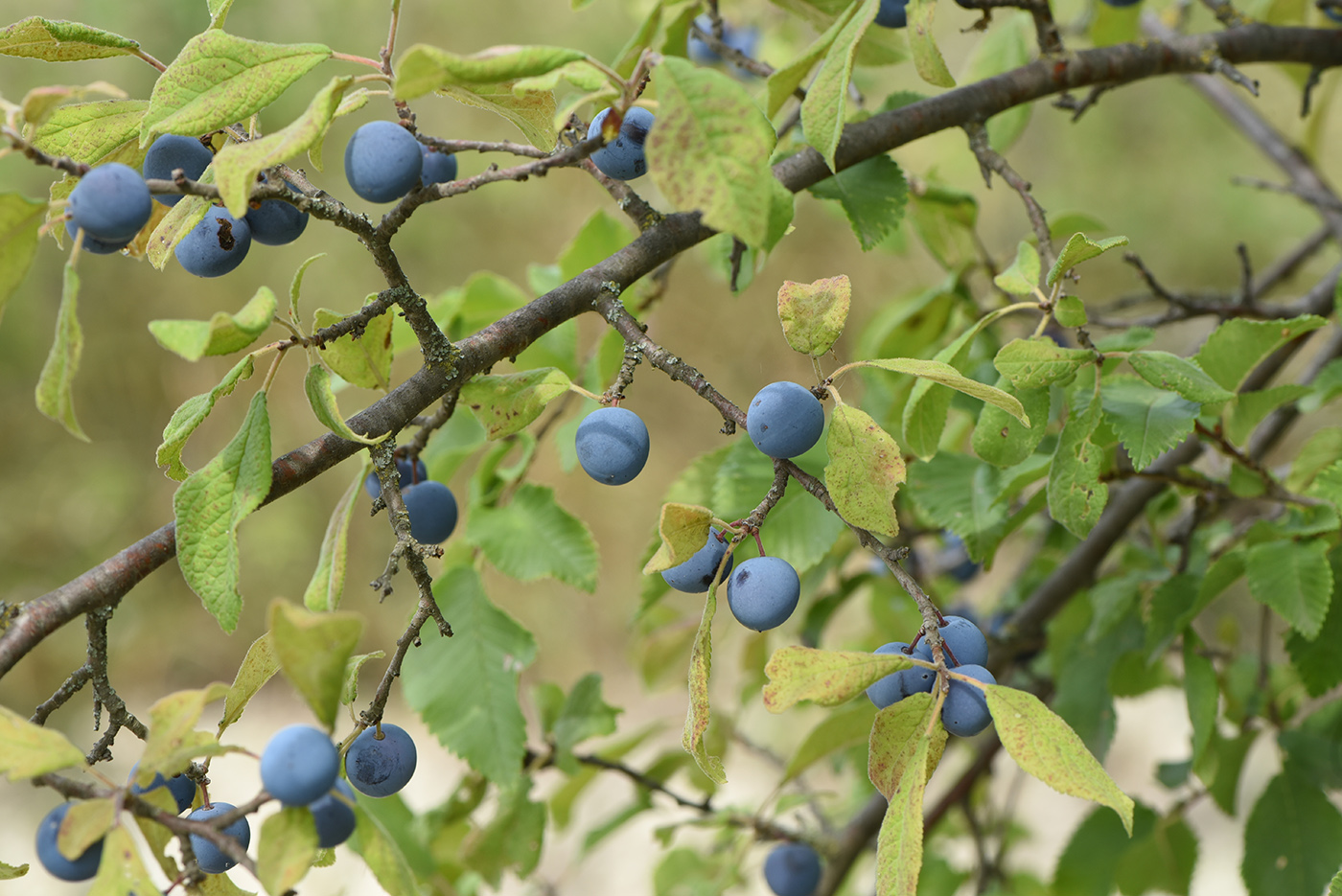 Изображение особи Prunus spinosa.