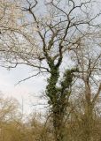 Hedera pastuchovii. Лиана на стволе дерева. Азербайджан, Хачмазский район, Самурский лес. 08.04.2010.
