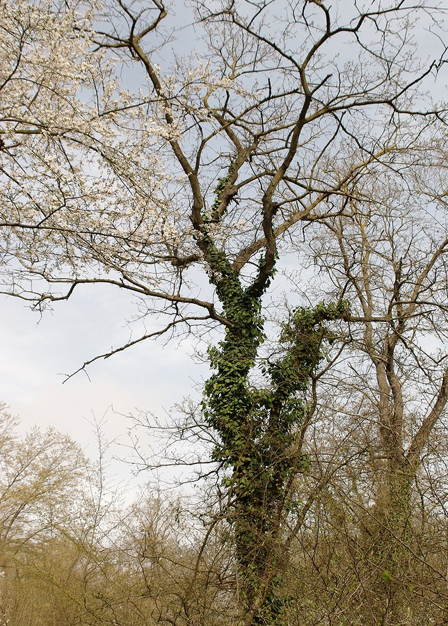 Изображение особи Hedera pastuchovii.