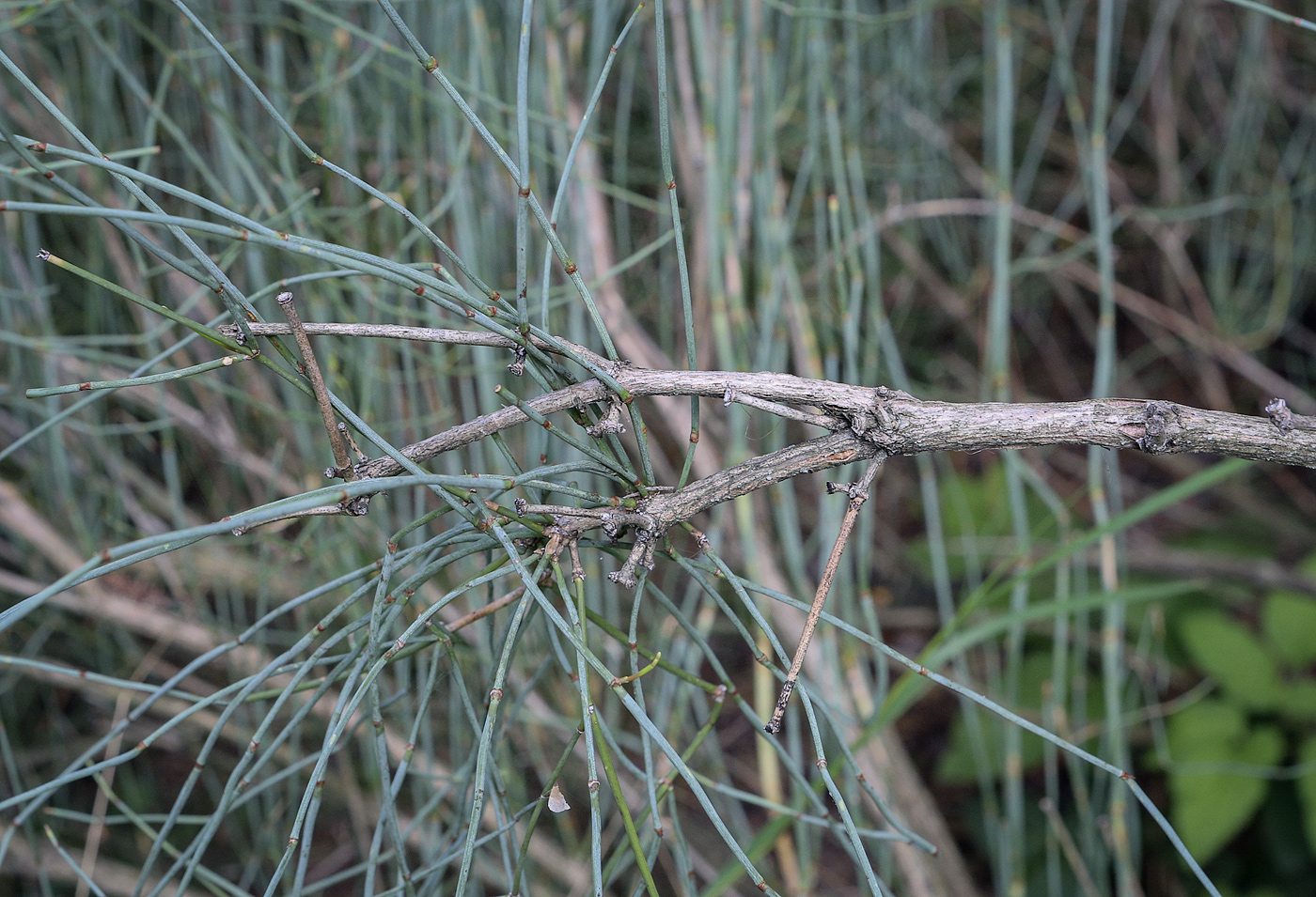 Image of Ephedra equisetina specimen.