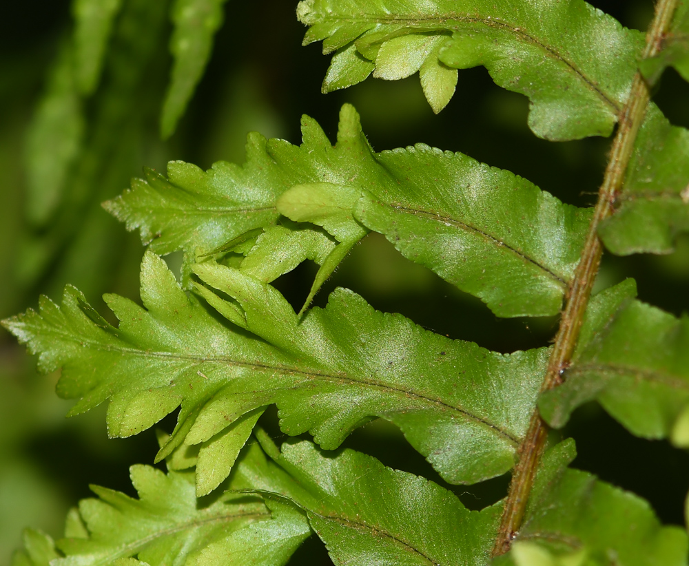 Изображение особи Nephrolepis exaltata.