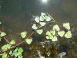 Trapella sinensis