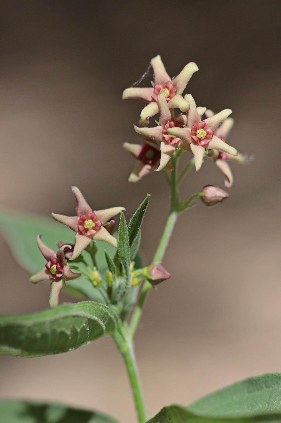 Image of Vincetoxicum scandens specimen.