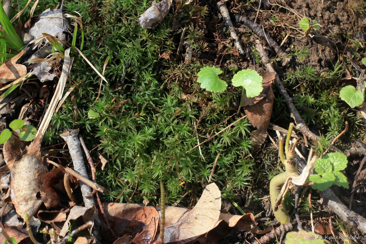 Image of Atrichum undulatum specimen.