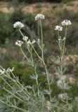 Dorycnium pentaphyllum. Верхушки веточек с соцветиями. Испания, автономное сообщество Каталония, провинция Жирона, комарка Баш Эмпорда, муниципалитет Тороэлья-де-Монгри, долина Санта-Катерина, разнотравье гарриги. 23.05.2021.