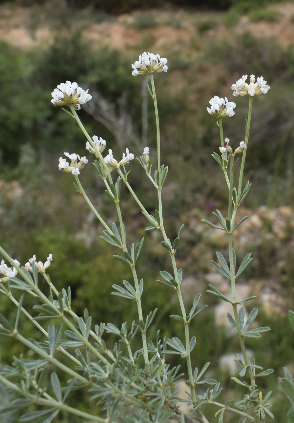 Image of Dorycnium pentaphyllum specimen.