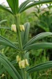 Polygonatum verticillatum. Часть побега с соцветиями. Республика Северная Осетия-Алания, Алагирский р-н, Большой Кавказ, Скалистый хребет, южный склон в р-не с. Ход, субальпийский пояс, ≈ 2240 м н.у.м., у обочины грунтовой дороги. 01.07.2021.