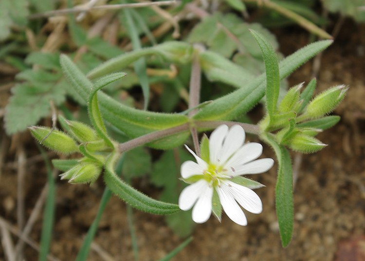 Изображение особи Cerastium longifolium.