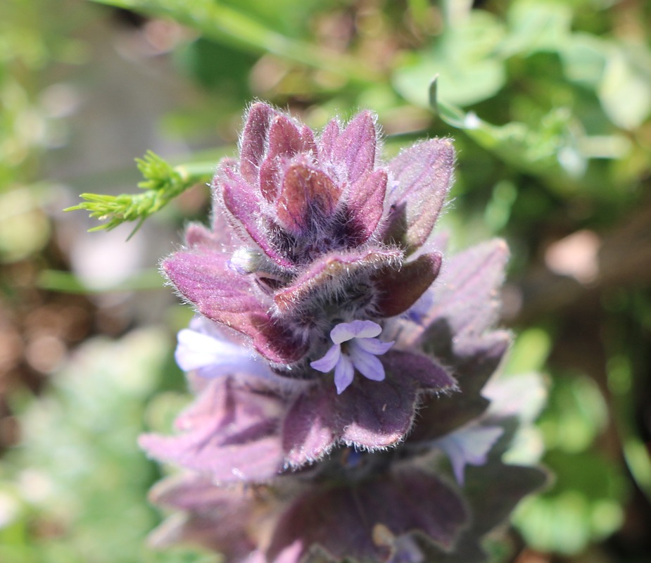 Image of Ajuga orientalis specimen.