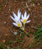 Crocus hermoneus