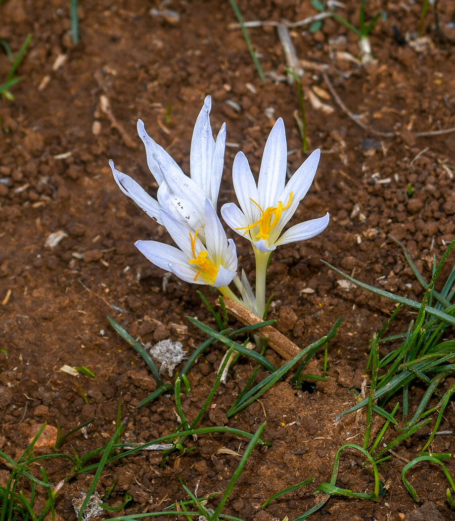 Image of Crocus hermoneus specimen.