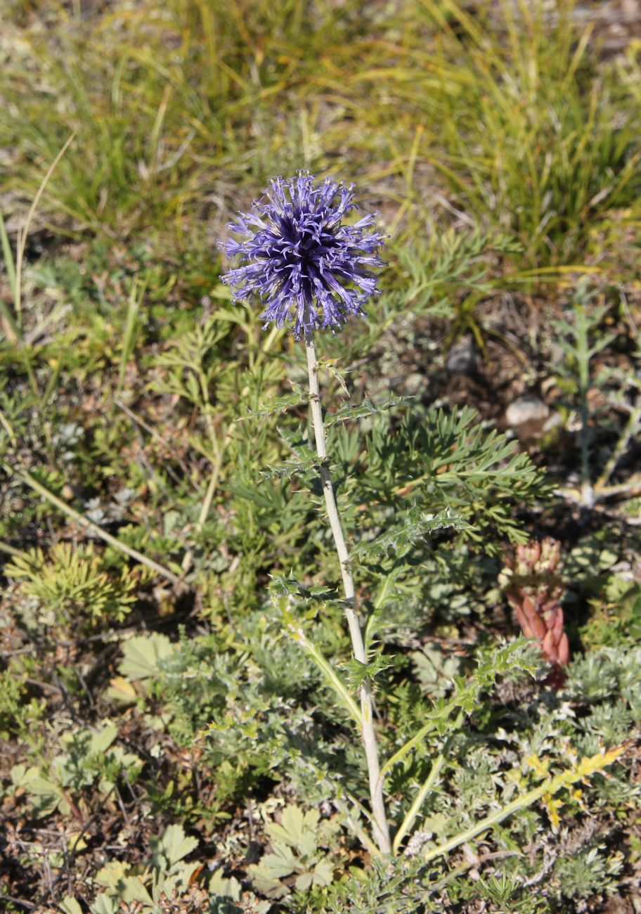 Изображение особи род Echinops.