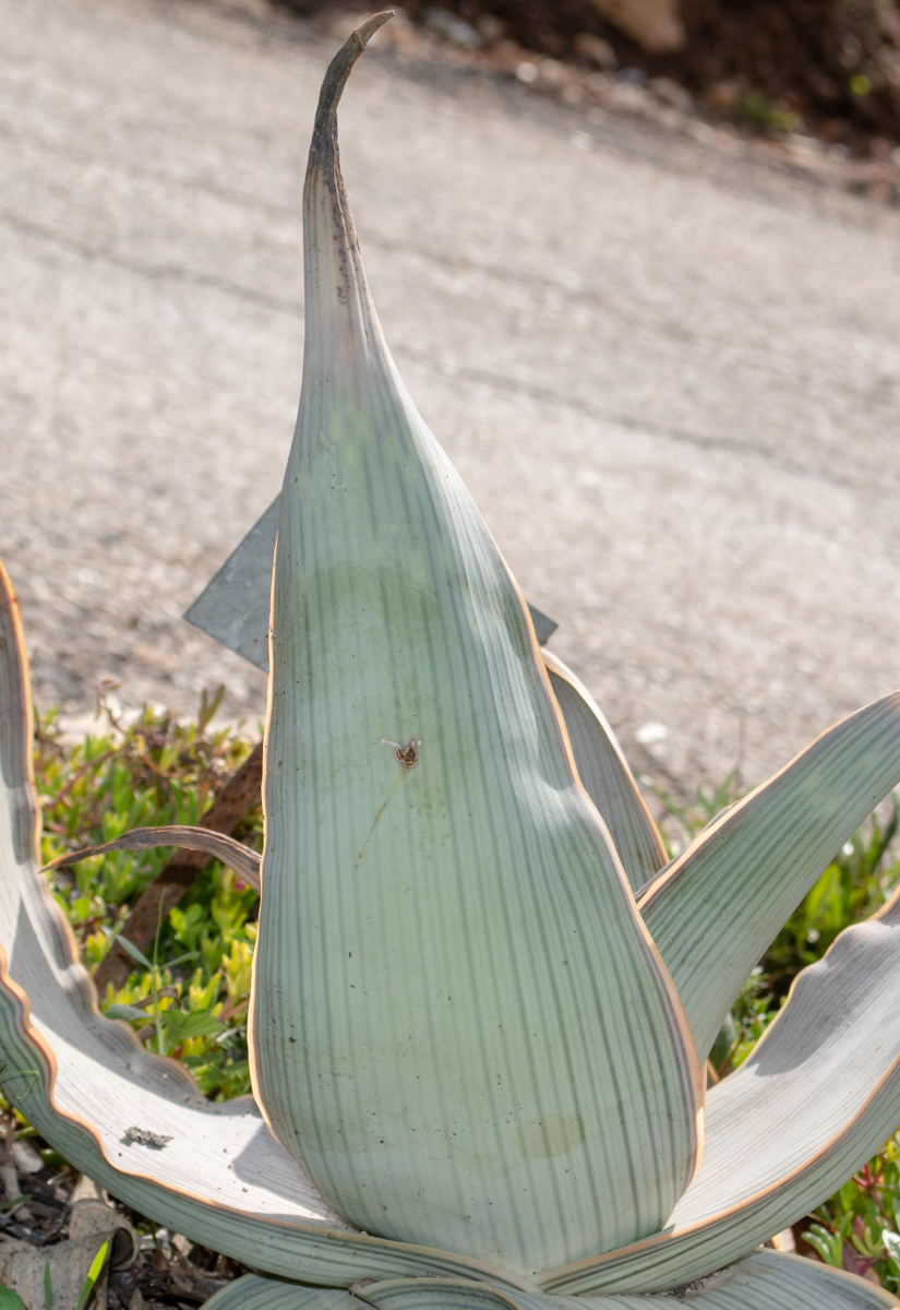 Изображение особи Aloe karasbergensis.