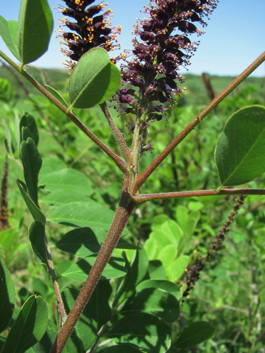 Image of Amorpha fruticosa specimen.