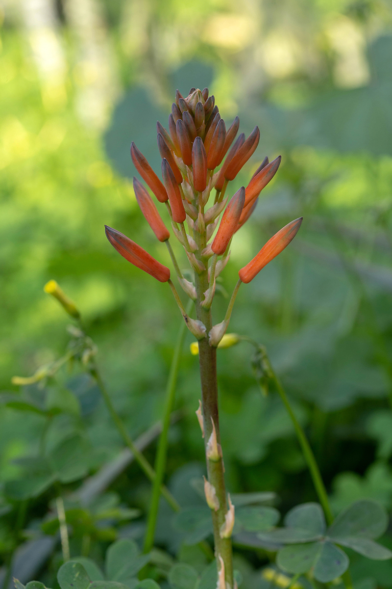 Image of Aloe arborescens specimen.