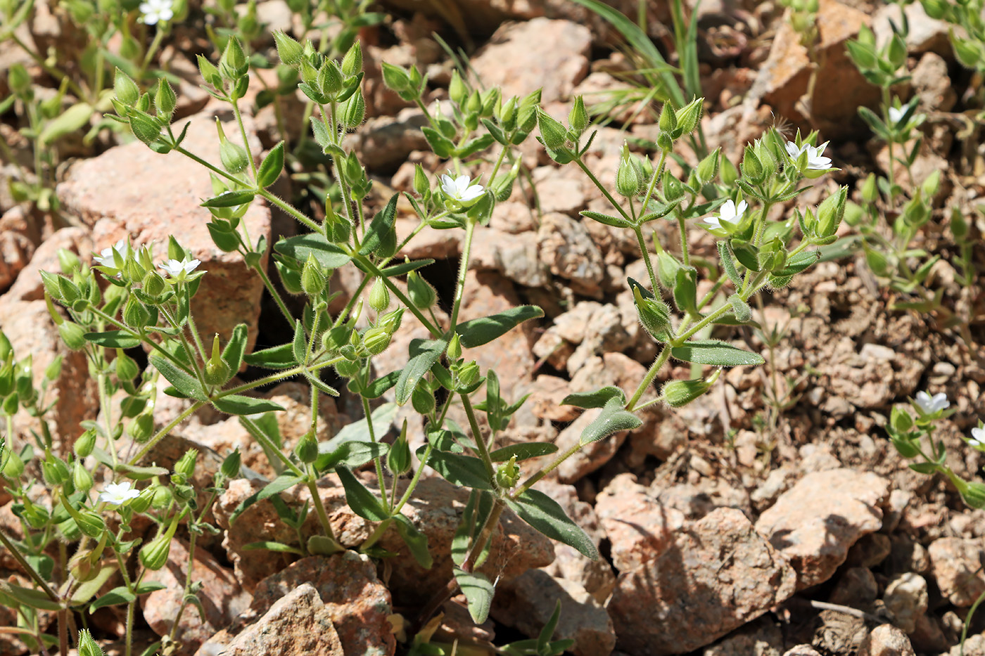 Изображение особи Cerastium dichotomum.