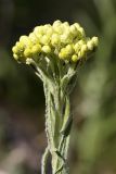 Helichrysum maracandicum. Верхушка расцветающего растения. Южный Казахстан, предгорья Боролдайтау. 09.06.2010.