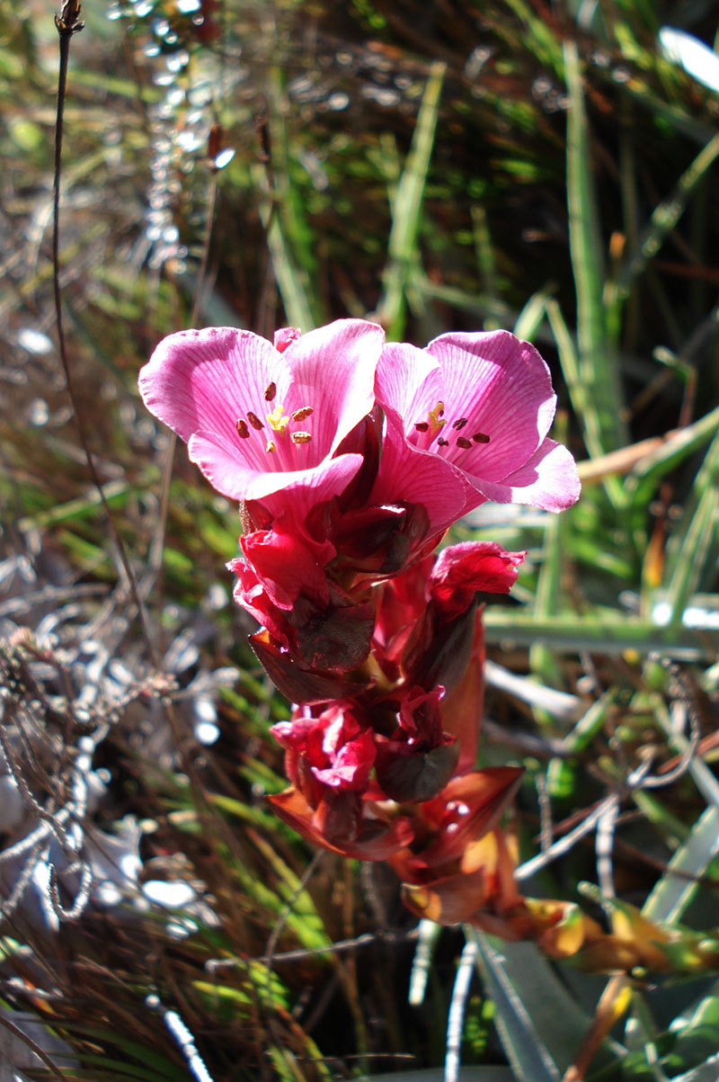 Image of Connellia augustae specimen.