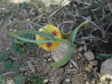 Fritillaria ophioglossifolia