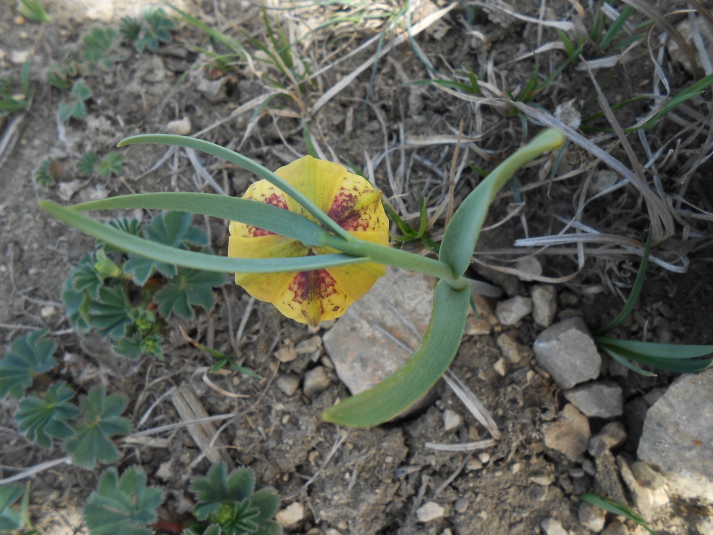 Image of Fritillaria ophioglossifolia specimen.