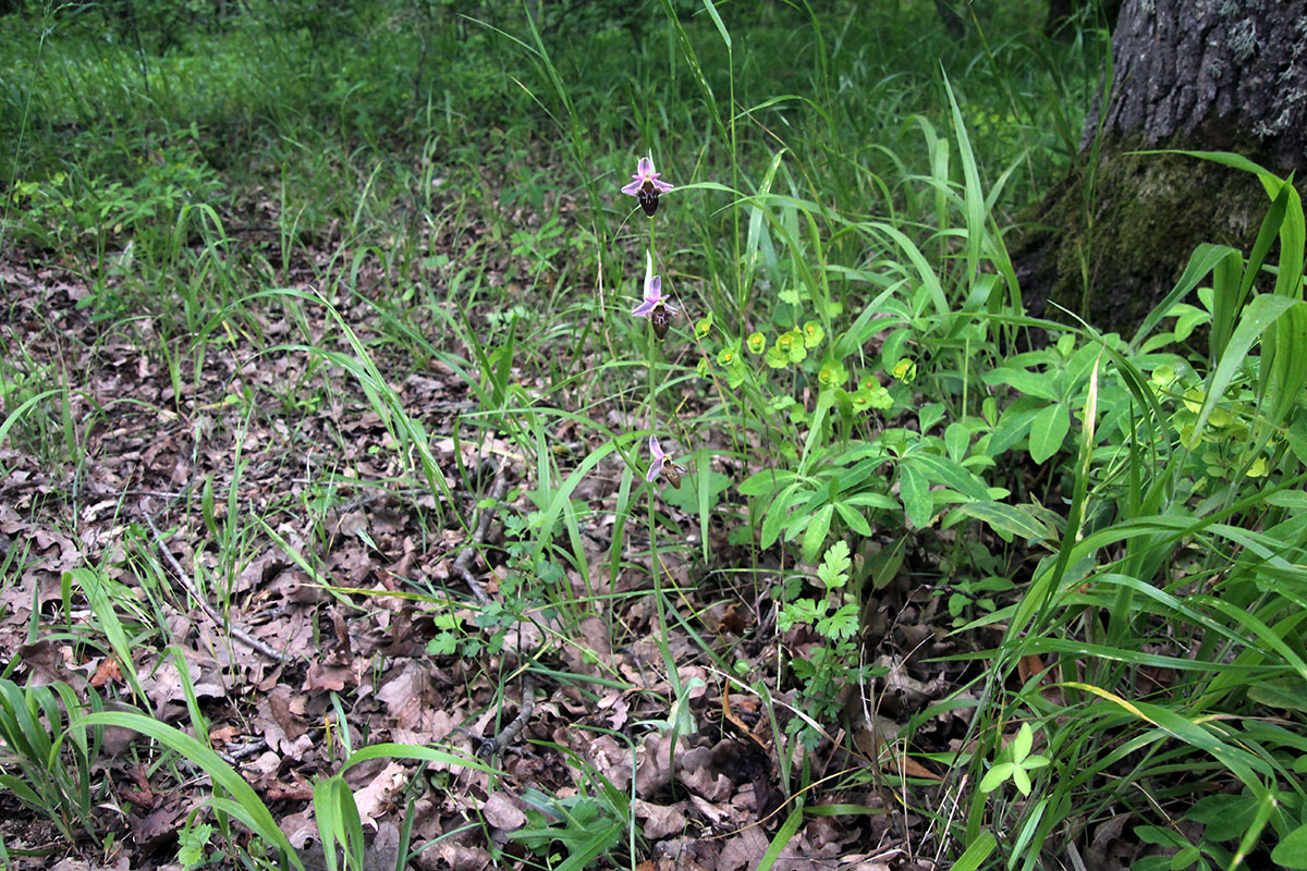 Изображение особи Ophrys oestrifera.