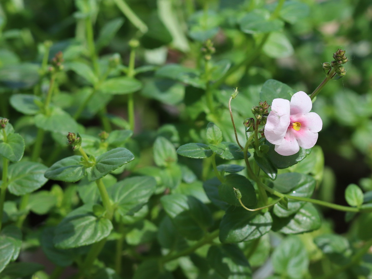Image of Diascia barberae specimen.