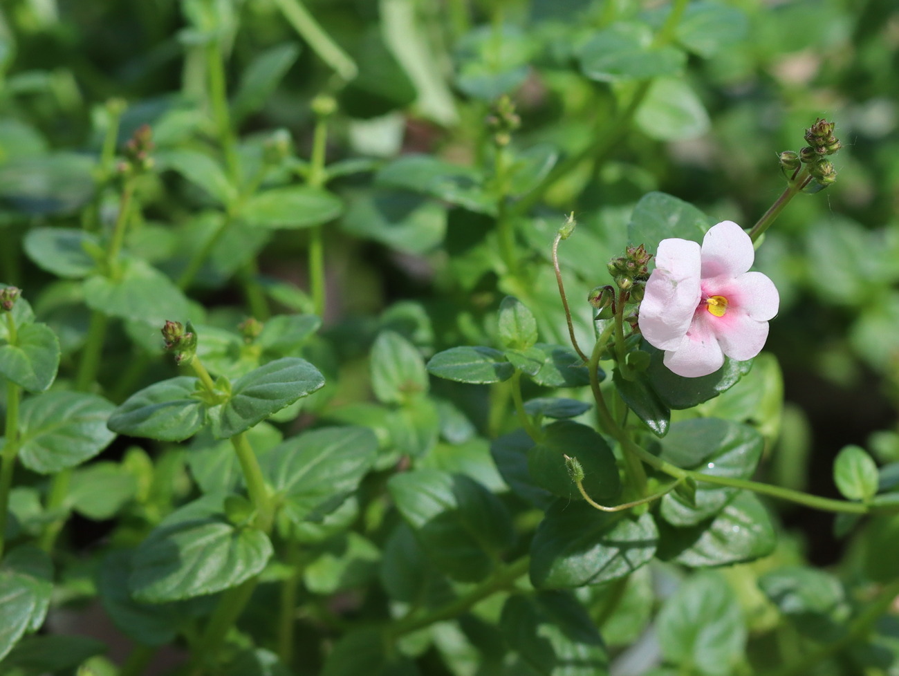 Изображение особи Diascia barberae.