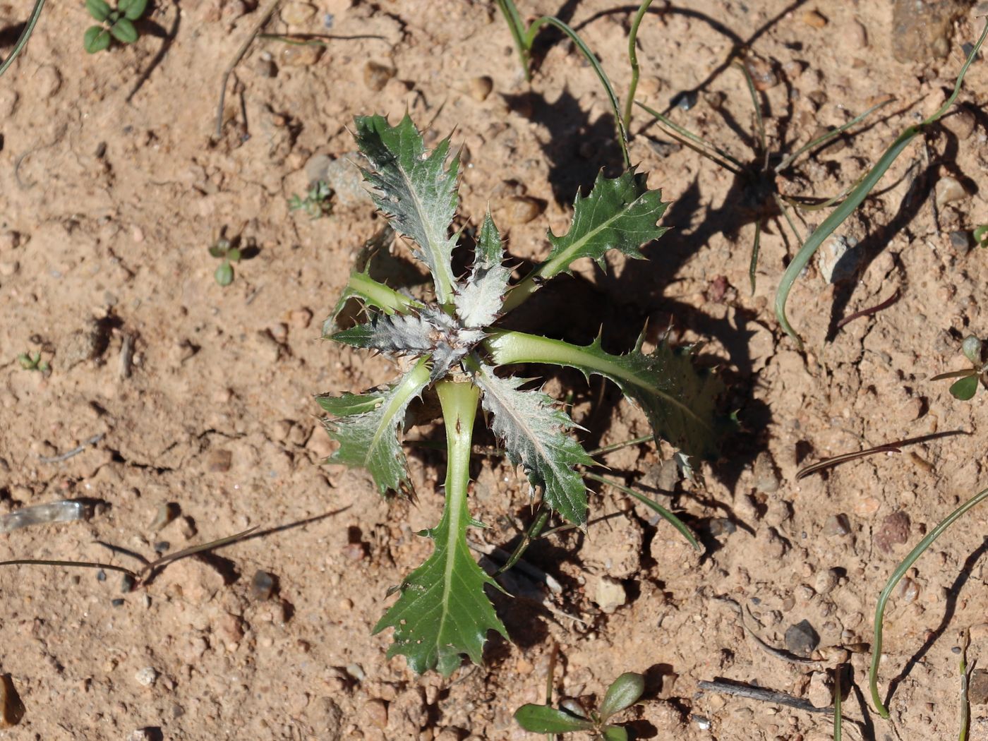 Изображение особи Cousinia pseudoaffinis.