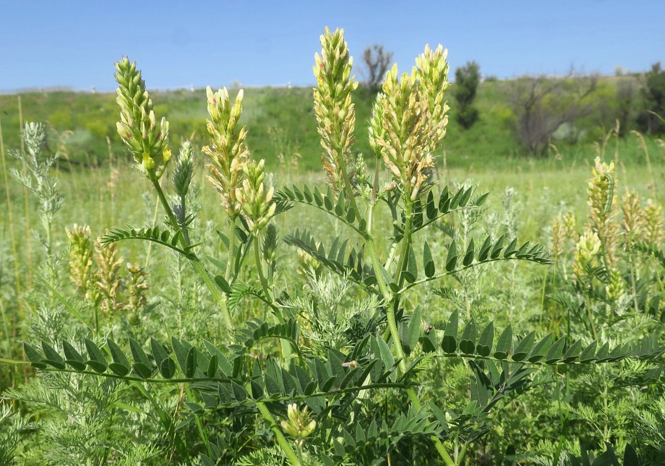 Image of Astragalus cicer specimen.