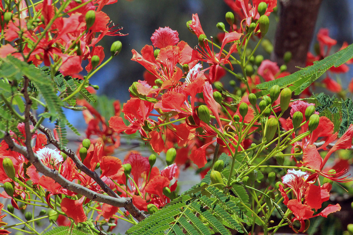 Изображение особи Delonix regia.