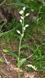 Cephalanthera damasonium. Цветущее растение. Дагестан, Казбековский р-н, окр. пос. Дубки, дубовый лес. 31 мая 2022 г.