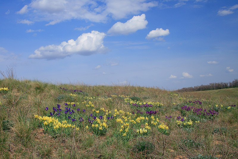 Image of Iris pumila specimen.