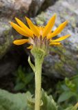 Senecio taraxacifolius