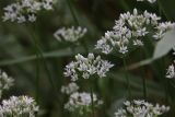 Allium ramosum